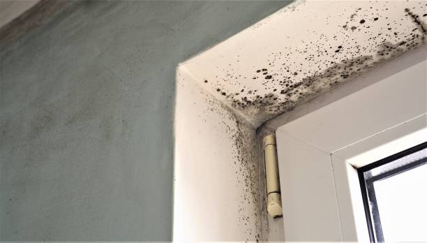 Best Mold Damage Restoration  in Fox Chase, PA