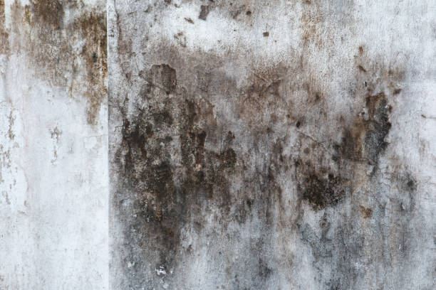 Best Water Damage & Mold Remediation  in Fox Chase, PA