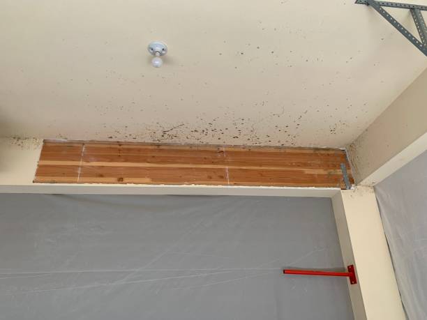 Best Airborne Mold Testing  in Fox Chase, PA